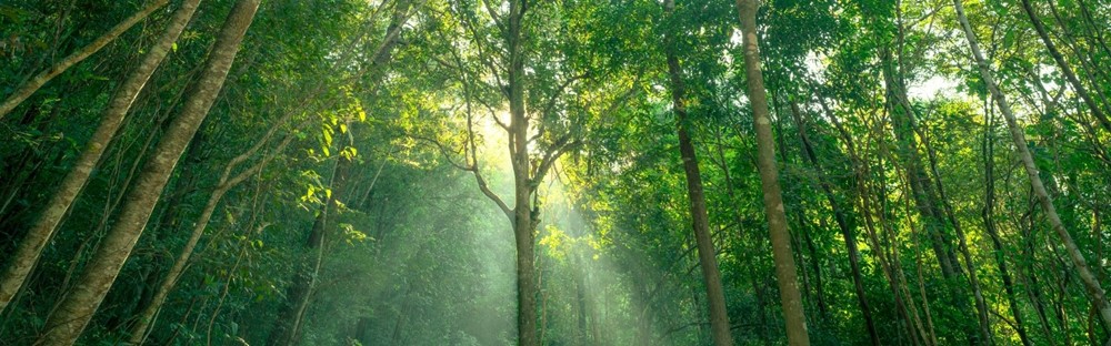 Tarımsal Karbon Sertifikasyonu: Potansiyel ve Teknik Zorluklar